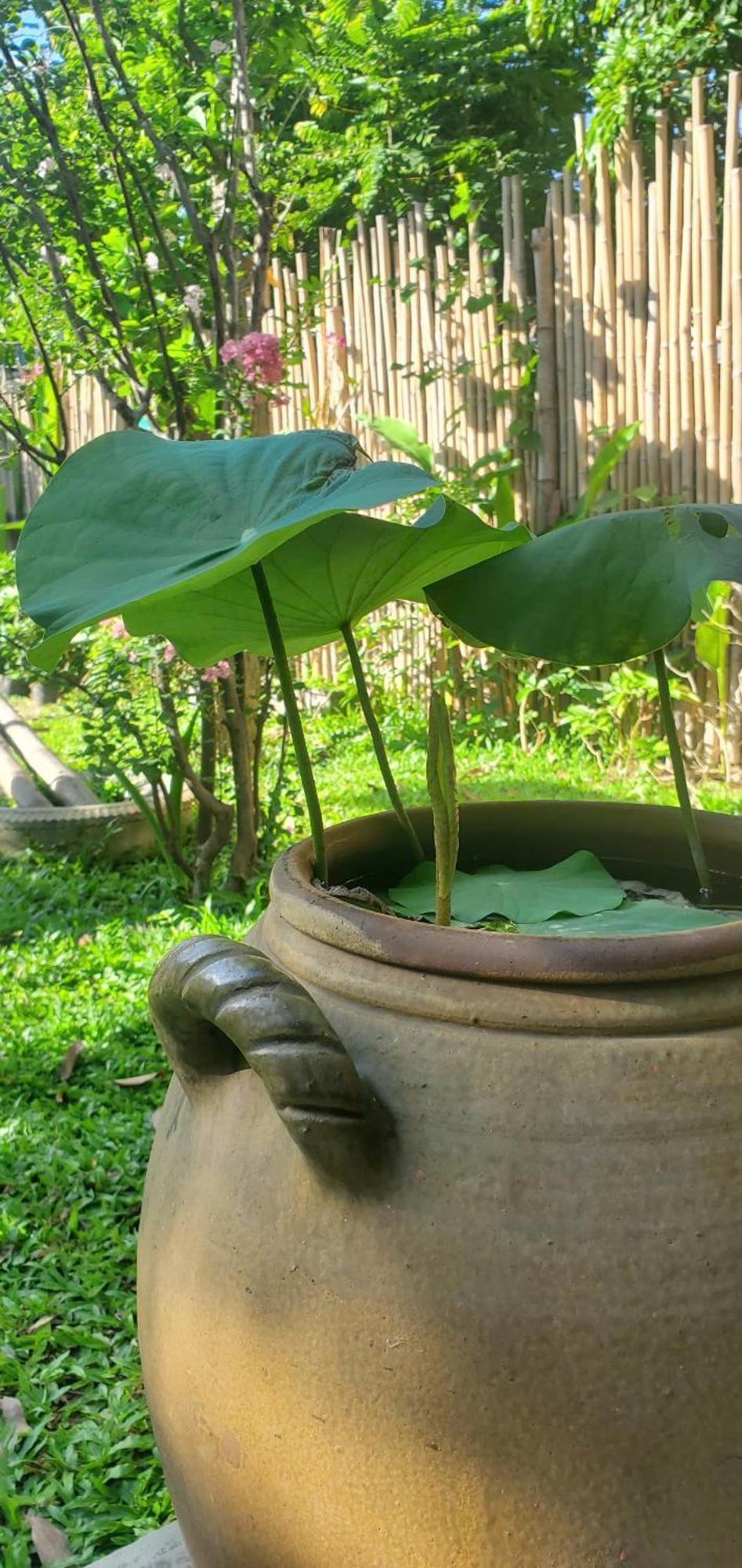 Home Farm Villa هوي ان المظهر الخارجي الصورة