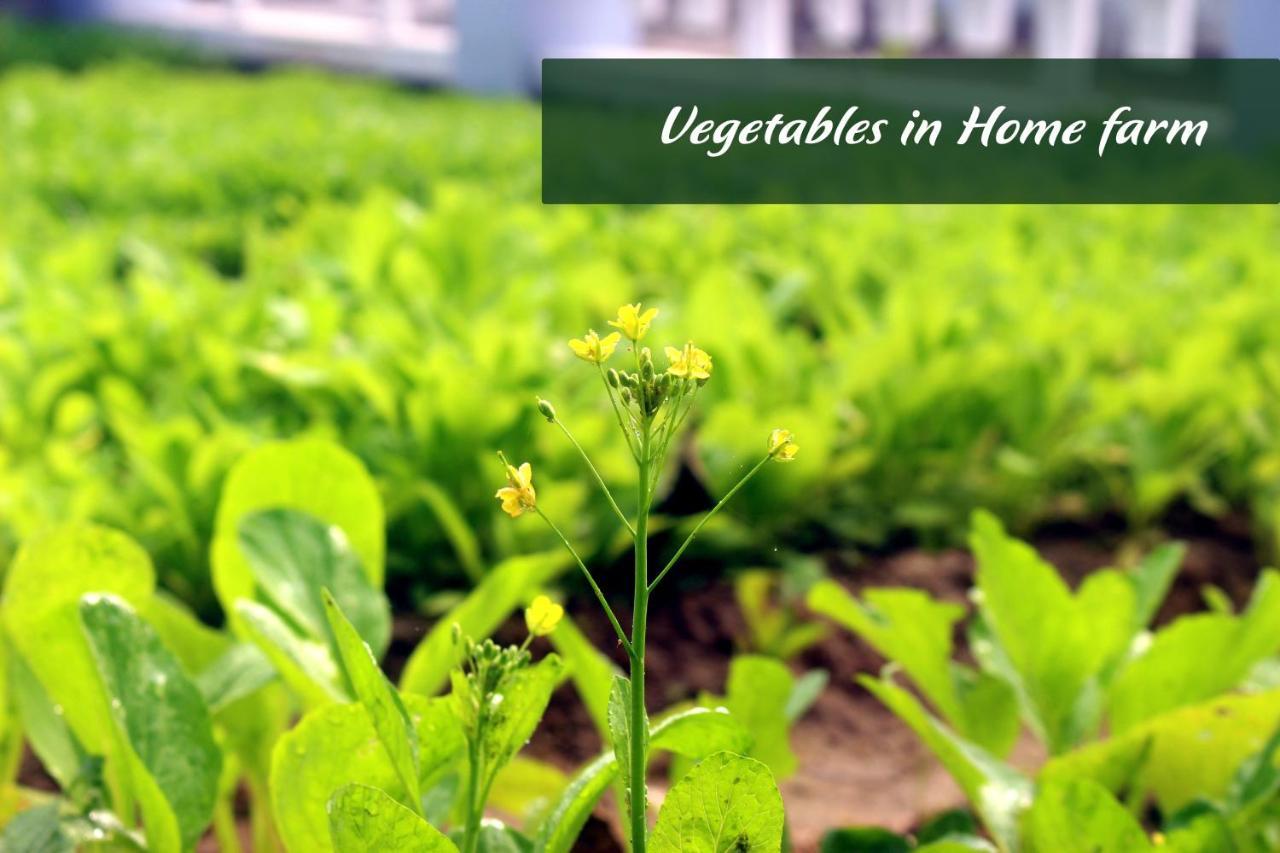 Home Farm Villa هوي ان المظهر الخارجي الصورة
